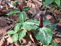 Trillium